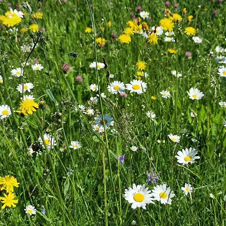 Bauernhof Bethuber Farm stay *